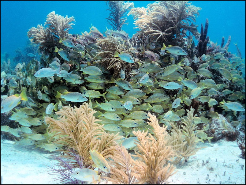Reef fish school snorkeling in Bahamas